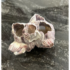 Barnacle Cluster 5" Long Natural Specimen 4.5"x3"